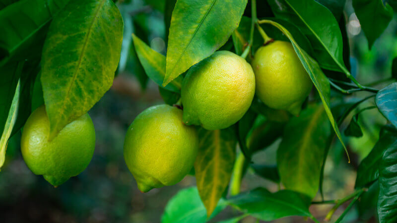 Limón: el fruto que te ayuda a estar sano